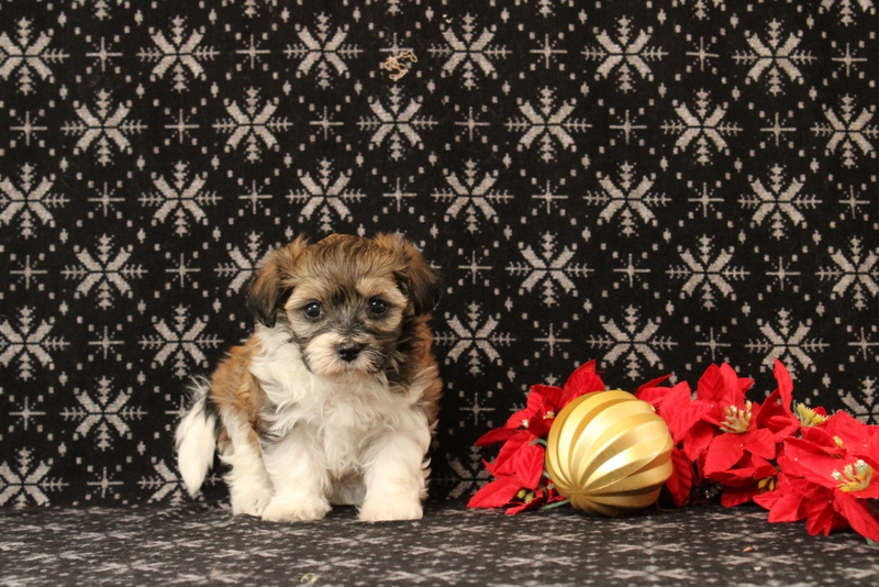 puppy, for, sale, Maltipoo, Matthew B. Stoltzfus, dog, breeder, Gap, PA, dog-breeder, puppy-for-sale, forsale, nearby, find, puppyfind, locator, puppylocator, aca